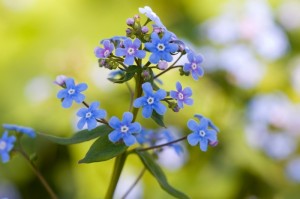 Forget me nots in a NYC Tree Pit Fence