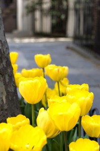 Tulips in a NYC Tree Pit Fence