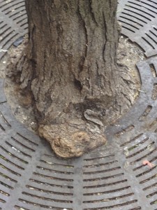 Tree trunks grow wider as they age (Sound familiar?). That’s another reason New York City no longer allows grates. As you can see above, grate fencing will girdle (or choke) a tree over time. 