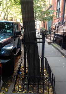 Up until the 20th century, these tall fences served as a fashionable means of preventing horses from damaging trunks. We no longer have such problems. The old ‘Horse Guard’ tends to strangle slanting trees. And urban trees usually lean to seek sunlight through tall buildings or bend to the currents of wind tunnels. 