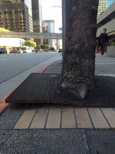 Maple trees grow bulky roots that cause grated fencing to buckle, forming perilous bumps on the sidewalk. As a result, some cities do not allow planting certain species of trees, including Norway Maples. New York City has banned grates altogether since they are neither safe for pedestrians nor trees (see above). 