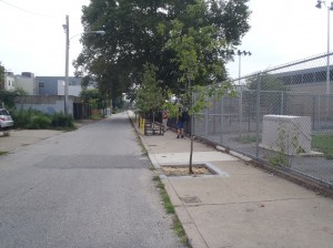 Photo courtesy of City of Philadelphia Parks & Recreation displaying a tree pit in need of tree guard protection