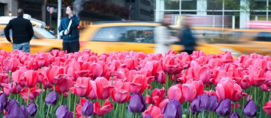 Web-Mixed-Tulips-with-Cabs